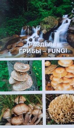 Преподаватели МК КБГУ в Красной книге