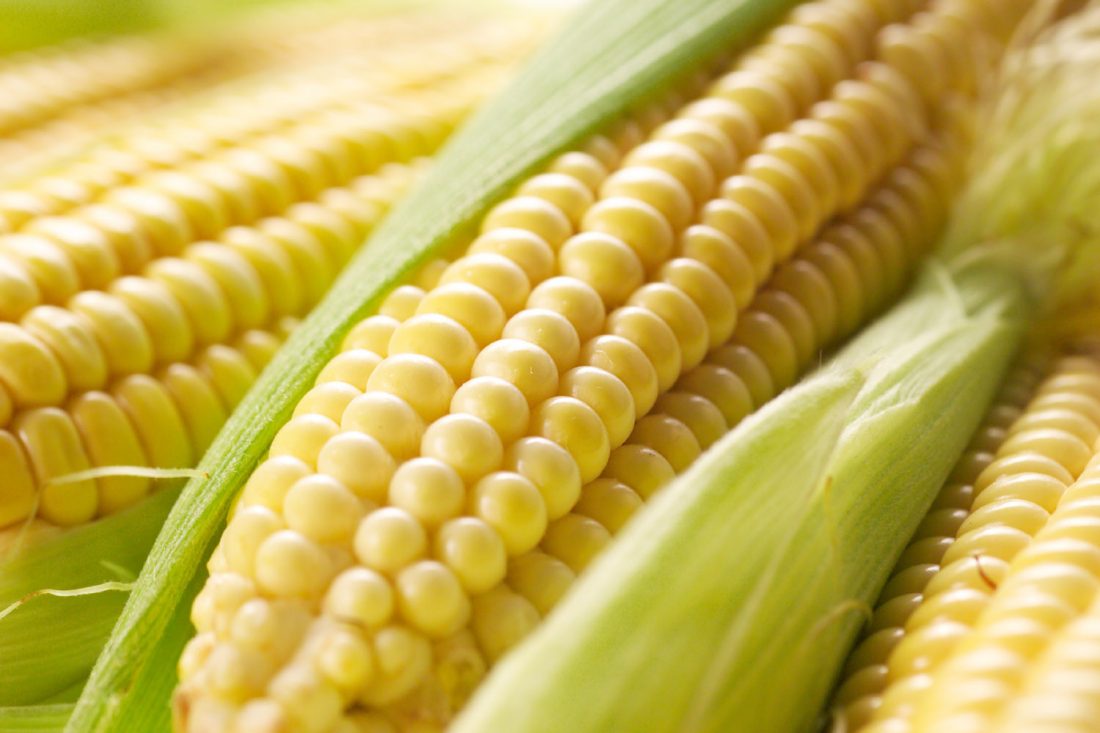 В КБГУ выводят новые сорта пищевой кукурузы для импортозамещения