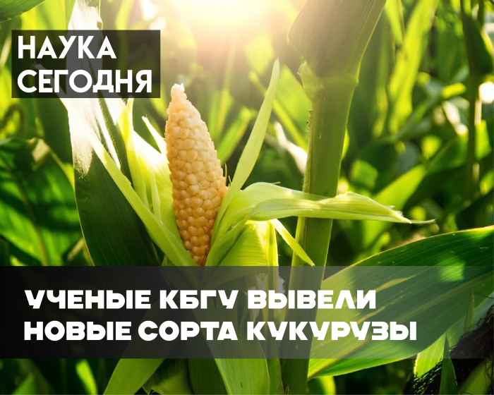 Новые сорта кукурузы, выведенные учеными КБГУ, успешно прошли полевые испытания