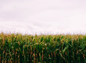 Новые сорта кукурузы с повышенной урожайностью вывели ученые в Кабардино-Балкарии