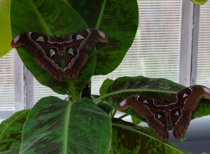 В Ботаническом саду КБГУ наблюдается развитие популяции Павлиноглазки Атлас