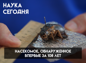 Ученые КБГУ нашли на 100 лет «потерянный» вид кузнечика