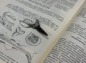 Ученый из КБГУ нашёл в Кабардино-Балкарии уникальные окаменелости древних морских обитателей