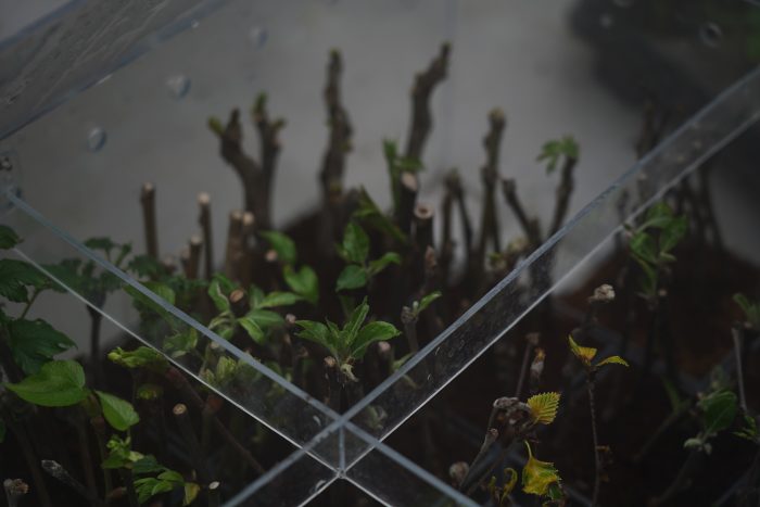 Весна в Ботаническом саду КБГУ