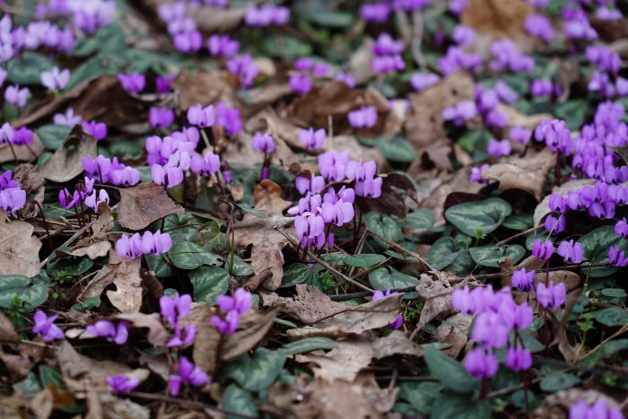Весна в Ботаническом саду КБГУ