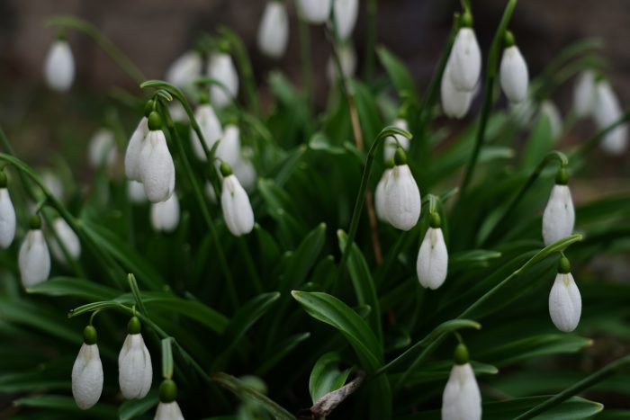 Весна в Ботаническом саду КБГУ