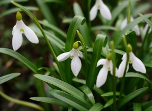 Весна в Ботаническом саду КБГУ
