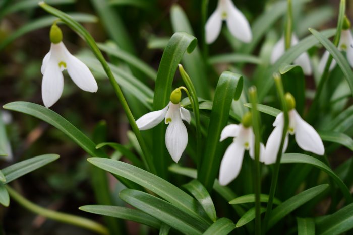 Весна в Ботаническом саду КБГУ