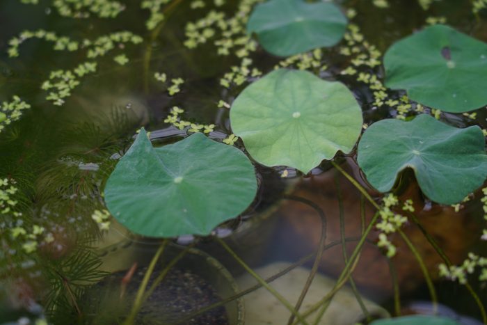 Весна в Ботаническом саду КБГУ