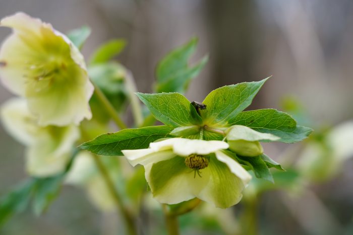 Весна в Ботаническом саду КБГУ