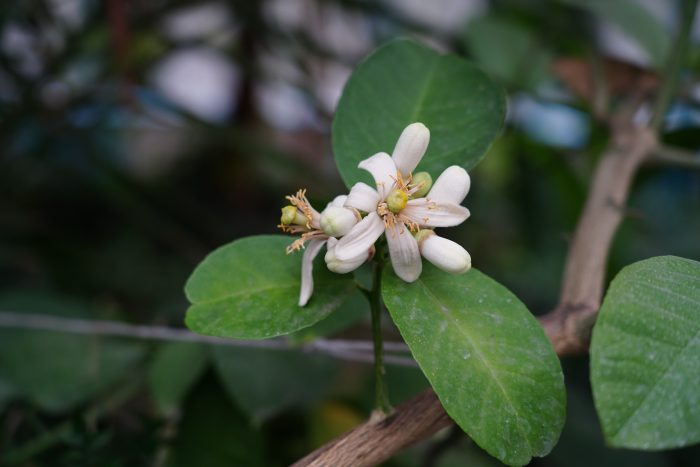 Весна в Ботаническом саду КБГУ