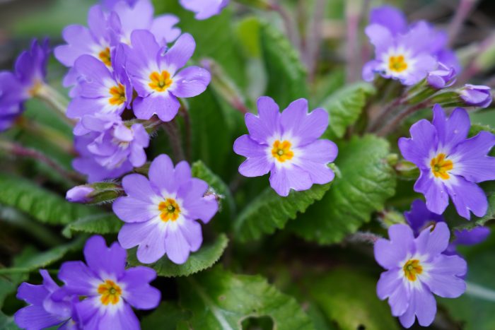 Весна в Ботаническом саду КБГУ