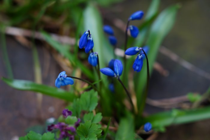 Весна в Ботаническом саду КБГУ
