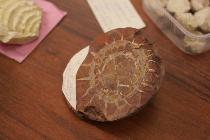 Дно исчезнувшего океана: что скрывают породы Кавказа