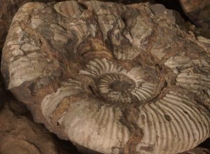 Дно исчезнувшего океана: что скрывают породы Кавказа