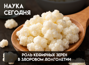 Микромир внутри нас: ученые КБГУ объяснили, в чем польза кефирных зерен для организма человека