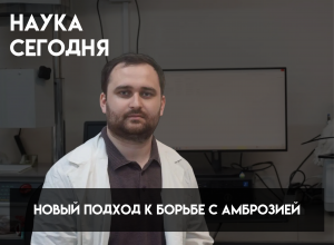Ученые КБГУ разработали новый подход к борьбе с амброзией