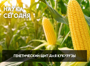 Генетический щит для кукурузы: как ученые КБГУ выводят растения, способные защищаться от болезней